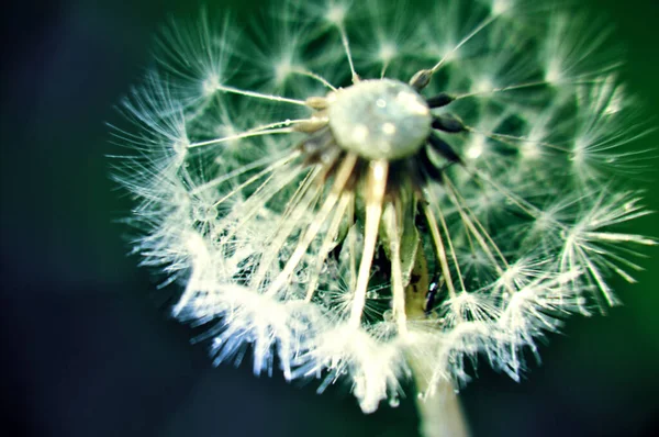 Green Spring Meadow Close Dandelion Flower Seeds Sow Water Drops — Foto Stock