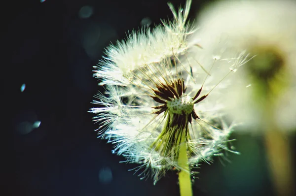 Green Spring Meadow Close Dandelion Flower Seeds Sow Water Drops — Zdjęcie stockowe