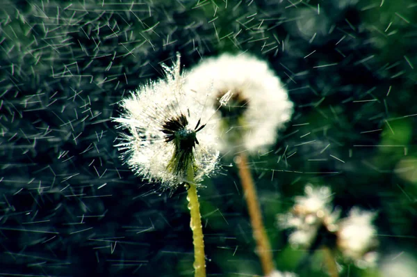 Green Spring Meadow Close Dandelion Flower Seeds Sow Water Drops — Stockfoto