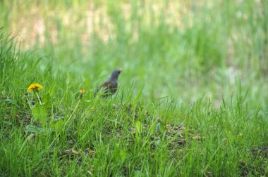 Buruşuk gagalı küçük bir sığırcık kuşu baharda çimenlerde duruyor.