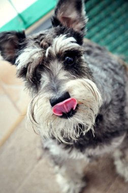 Köpek teriyeri portresi dost canlısı görünüyor. Gri saçlı safkan evcil hayvan dilini yalıyor.