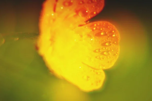 Sarı Tek Çiçek Makro Yakın Çekim Yağmur Suyu Çiğ Damlaları — Stok fotoğraf