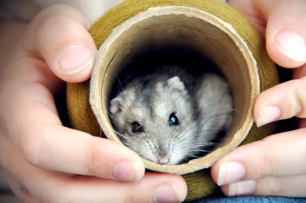 Pequeno Hamster Cinza Nas Mãos Uma Cabeça Menino Criança Apenas — Fotografia de Stock