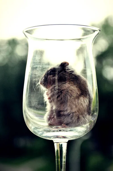 Pequeno Hamster Cinza Senta Lado Fofo Vidro Wineglass — Fotografia de Stock