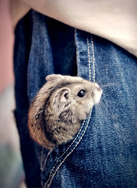 Pequeno Hamster Cinzento Bolso Jeans Está Olhando Para Cima Sua — Fotografia de Stock