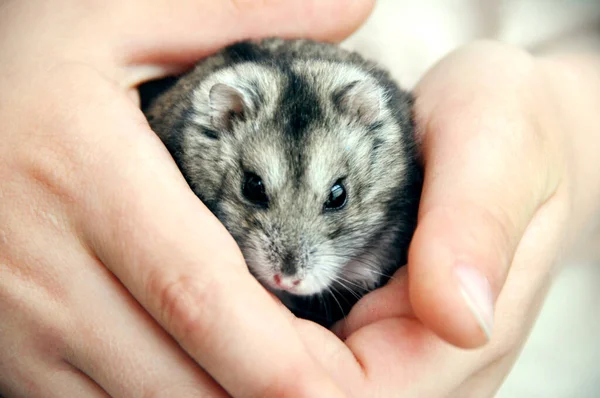 Pequeno Hamster Cinza Nas Mãos Uma Cabeça Menino Criança Apenas — Fotografia de Stock