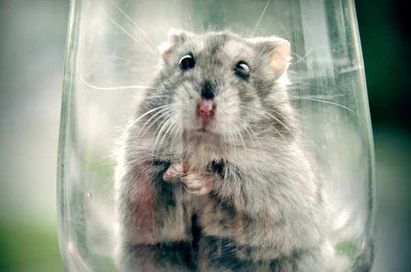 Pequeno Hamster Cinza Senta Copo Vinho Ele Tem Pequenas Patas — Fotografia de Stock