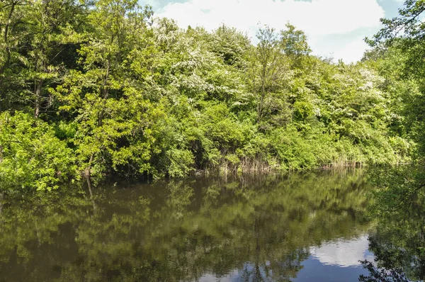 水に映る緑の木々の間の森の池 — ストック写真