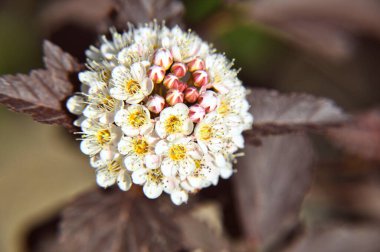 Physocarpus opulifolius dokuz kabuklu çiçek başlı çalılık kahverengi yapraklar.