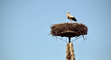 Tek bir leylek kuşu mavi gökyüzünde yuvasında oturur.