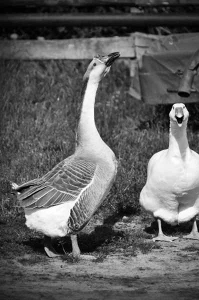 Two Goose Breeding Birds Farm Stand Long Neck Beak — Stockfoto