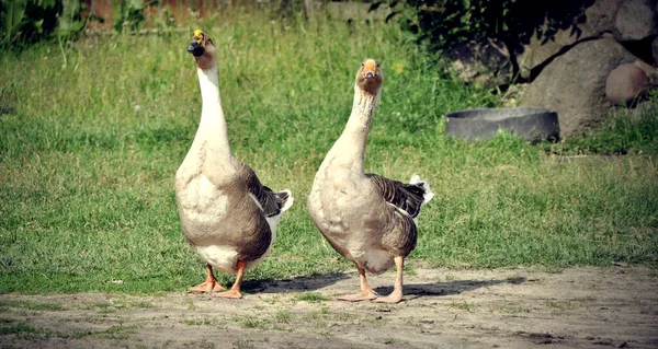 Two Goose Breeding Birds Farm Stand Long Neck Beak — Stockfoto
