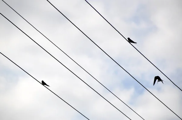 Маленькие Птицы Сидят Электрическом Проводе Облаках Небе — стоковое фото