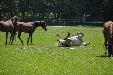 At sürüsünün otlarında yuvarlanıyor.