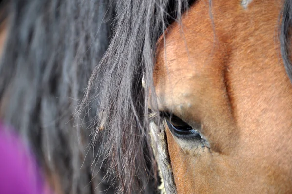 Close Beautiful Horse Eye Horse Head — Φωτογραφία Αρχείου