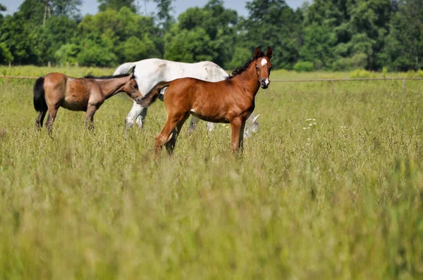 Little Horse Foal Grazing Middle Meadow — Photo