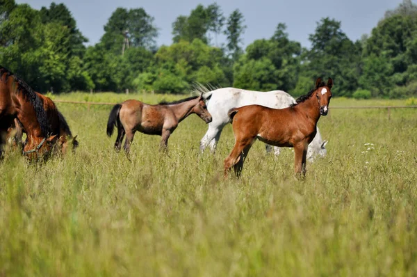 Little Horse Foal Grazing Middle Meadow —  Fotos de Stock