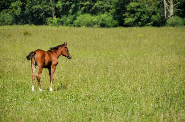 Little Horse Foal Grazing Middle Meadow — стоковое фото