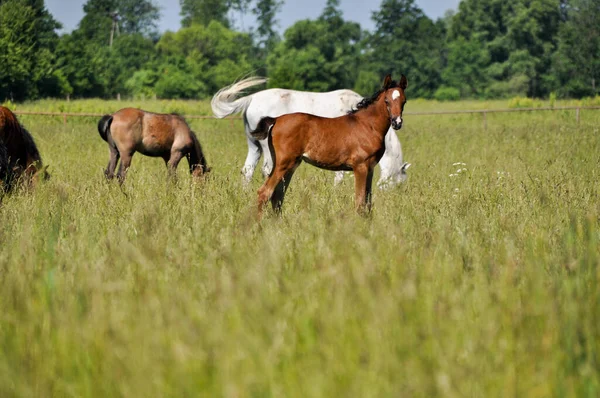 Little Horse Foal Grazing Middle Meadow — Photo