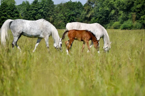 Little Horse Foal Grazing Middle Meadow Two White Horses — Photo