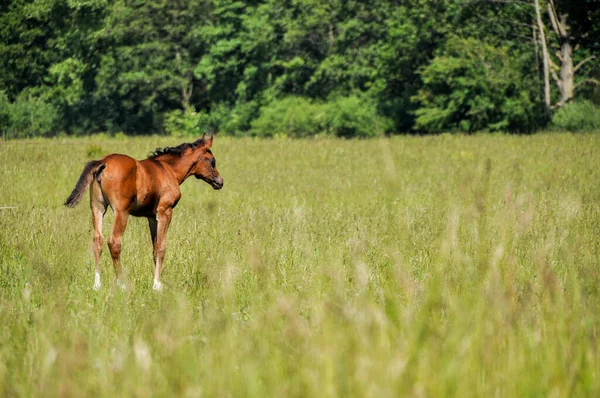 Little Horse Foal Grazing Middle Meadow — Φωτογραφία Αρχείου