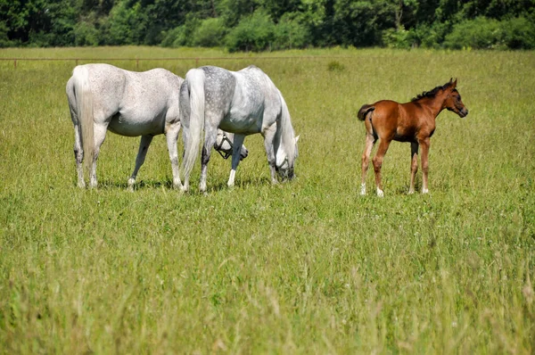Little Horse Foal Grazing Middle Meadow Two White Horses — Photo