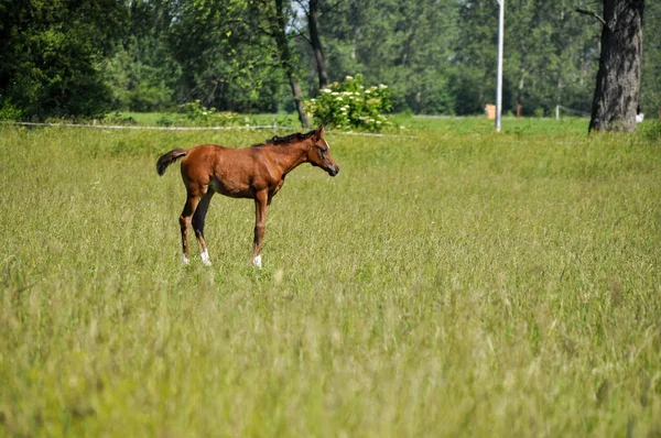 Маленький Кінь Лоша Випасає Посеред Лугу — стокове фото