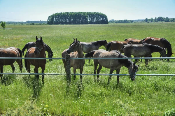 Herd Horses Graze Tension Fence —  Fotos de Stock