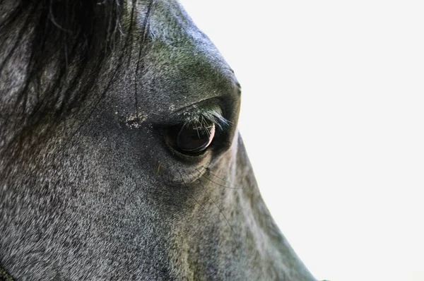 Close Beautiful Horse Eye Horse Head — 图库照片