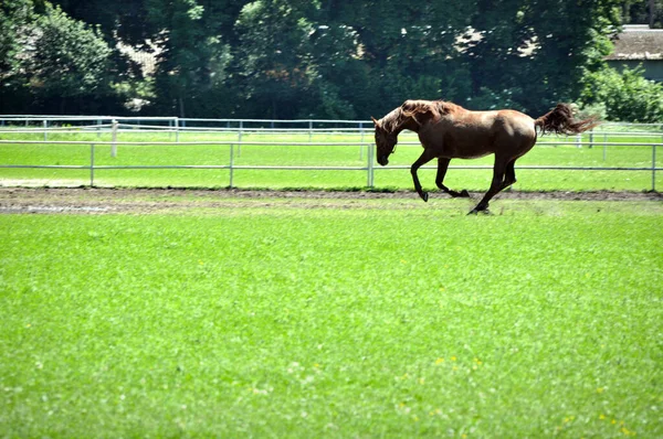 Horse Runs Jumps Meadow Its Farm — 图库照片