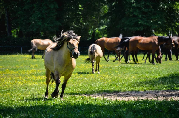 Herd Horses Trot Walk Paddock Meadow —  Fotos de Stock