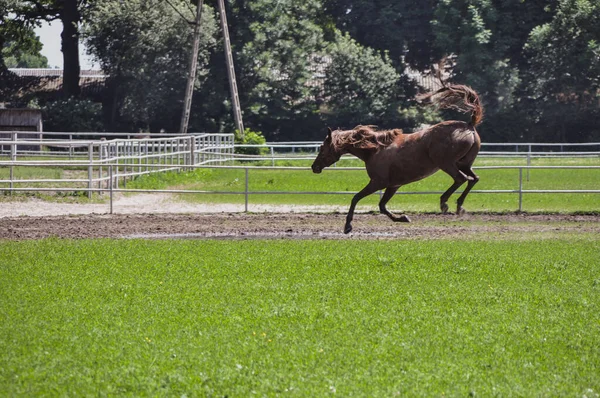 Horse Runs Jumps Meadow Its Farm — стоковое фото