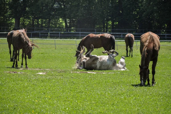 Horse Rolls Grass Its Herd —  Fotos de Stock