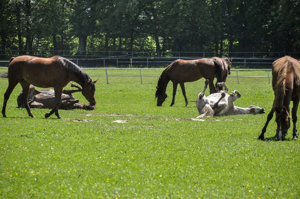 Horse Rolls Grass Its Herd — Stock fotografie