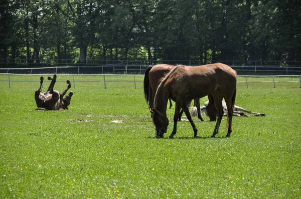 Horse Rolls Grass Its Herd — Fotografia de Stock