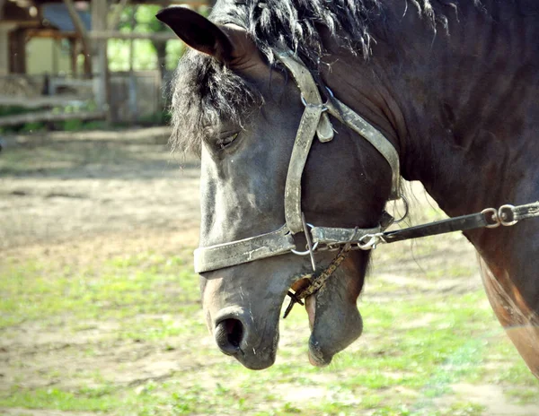 Portrait Head Black Horse Drawn Bridle — Photo