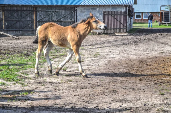 Small Brown Foal Walks Alone Paddock — стоковое фото