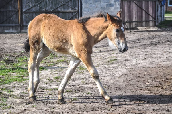 Small Brown Foal Walks Alone Paddock — Photo