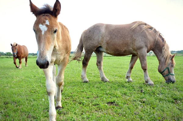Small Brown Foal Grazes Meadow Horses — стоковое фото