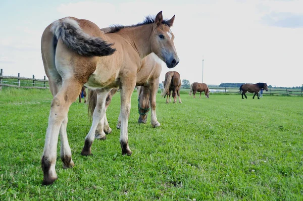 Small Brown Foal Grazes Meadow Horses — Photo