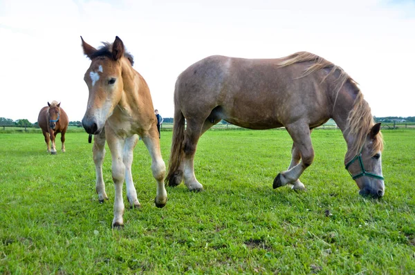 Small Brown Foal Grazes Meadow Horses —  Fotos de Stock