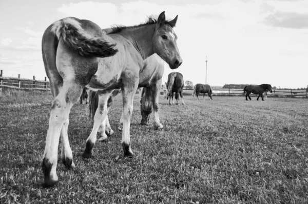 Small Brown Foal Grazes Meadow Horses Black White — стоковое фото