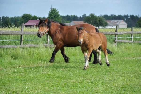 Small Brown Foal Runs Paddock Its Mother — Fotografia de Stock