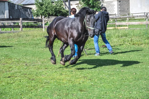 Troupeau Chevaux Traversant Paddock Devant Écurie — Photo