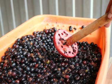 Elle olgun üzümlerden meyve suyu sıkmak için ev yapımı ahşap satıcı, ev yapımı şarap üretimine hazırlanmak için üzüm malzemesi sıkmak, ev yapımı içecekler hazırlarken sulu üzümleri yoğurmak.