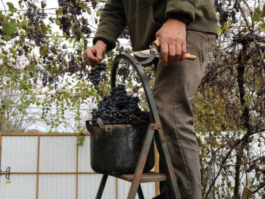 Demir bir merdiven üzerinde duran bir adamın koyu kırmızı üzümlerini toplarken güney avlusundaki birinden olgun Isabella üzümleri toplarken olgunlaşmış üzümleri budarken.