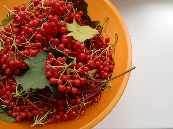 右側にコピースペースのある葉や小枝のあるビブラムベリーのカップと秋の背景 自家製ビタミンドリンクの成分として赤いビブラムベリーを収穫し 有用な植物果実 — ストック写真