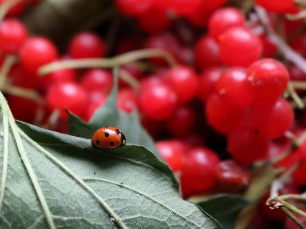 赤い果実の背景がぼやけているビブラムの葉の上の小さなテントウムシ 自然の中で昆虫の生活を飛んで 収穫されたビブラムの果実の中の葉の緑の上に黒い点を持つ赤い虫 — ストック写真