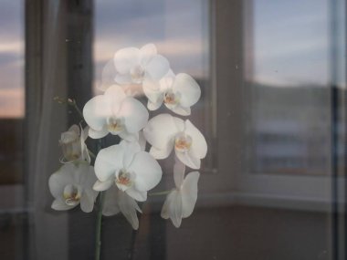 Oda penceresinin camının arkasındaki güzel beyaz orkide, karşıdaki evi yansıtıyor, yan taraftan ev dekorasyonu, evin içinde sıcaklığı seven çiçek, dairenin camının arkasında narin yapraklar var.