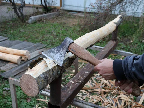 Écorce Écaillée Tronc Mince Bûches Récolte Pour Construction Dans Une — Photo